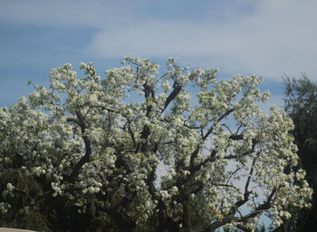 Low angle view of flower tree against sky