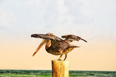 Seagull perching on wooden post in sea against sky