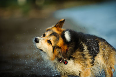 Close-up of dog splashing water at beach