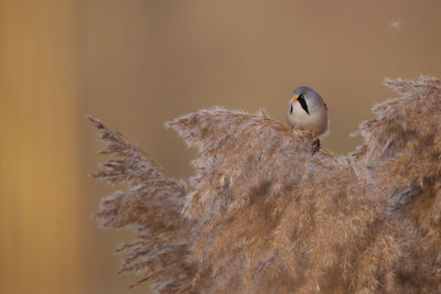 Close-up of bird perching on branch