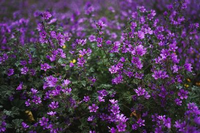 Close-up of purple flowering plants on field