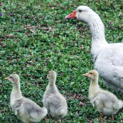 Ducks on grass