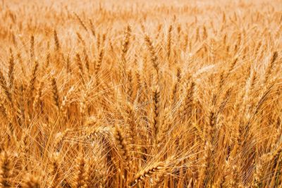 Close-up of wheat field