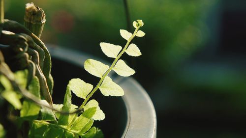 Close-up of potted plant
