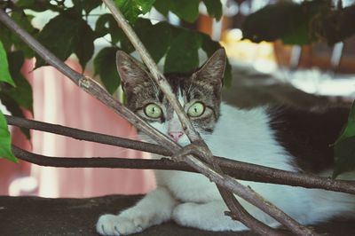 Close-up portrait of cat by tree outdoors