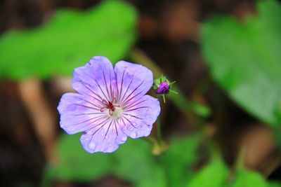 Close-up of purple flower