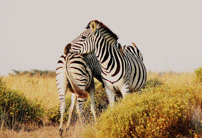 Zebras in a field