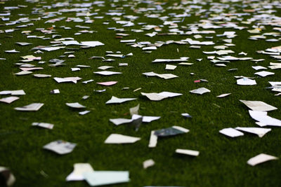 Full frame shot of green plants