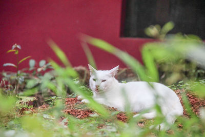 Portrait of cat sitting on grass