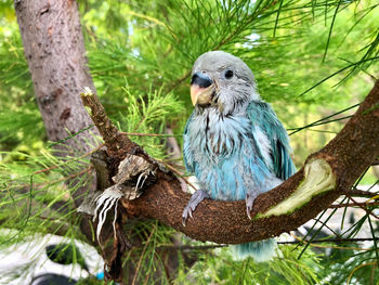 View of bird perching on tree