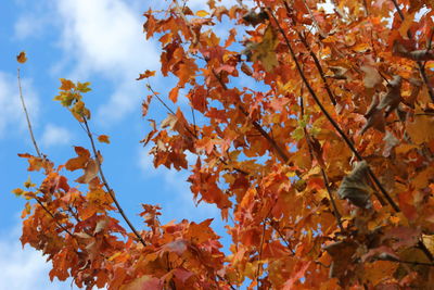 Low angle view of tree against sky during autumn