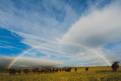 rainbow