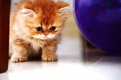 Close-up portrait of cat on table