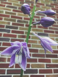 Close-up of purple flowers blooming outdoors