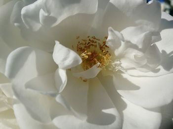 Close-up of white rose