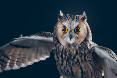 Close-up portrait of owl against black background
