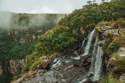 Creek in a forest going to waterfall edge at serra geral national park near cambará do sul. brazil.