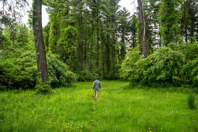 Idyullic scene of a solitary man walking away through tall grass with yellow flowers into a forest.