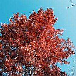 Low angle view of cherry tree against sky during autumn