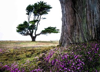 Plants growing on field