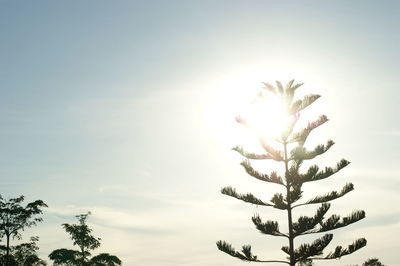 Low angle view of tree against sky during winter