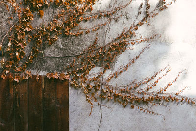 Close-up of ivy on tree trunk against wall