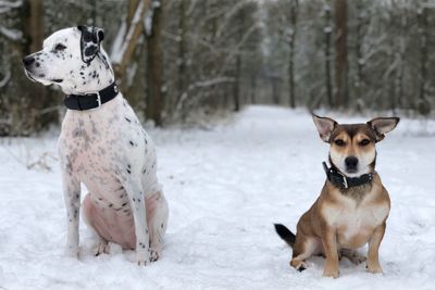 Dogs on snow covered land against trees