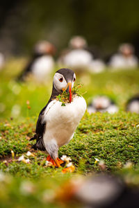 puffin with a