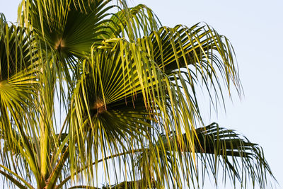 Low angle view of coconut palm tree against sky