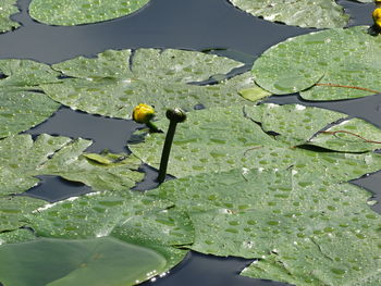 High angle view of leaves floating on water