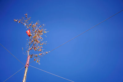 Low angle view of flowering plant against clear blue sky