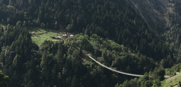 High angle view of forest