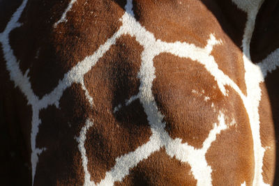 Close-up of giraffe's skin pattern