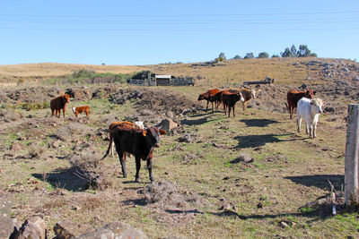 Cows standing in a field