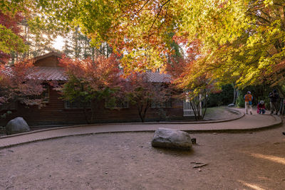 Trees in park during autumn