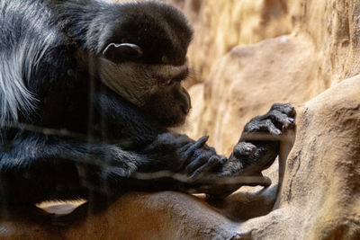 Close-up of cats in zoo