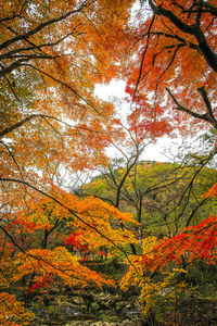 Low angle view of maple tree in forest during autumn