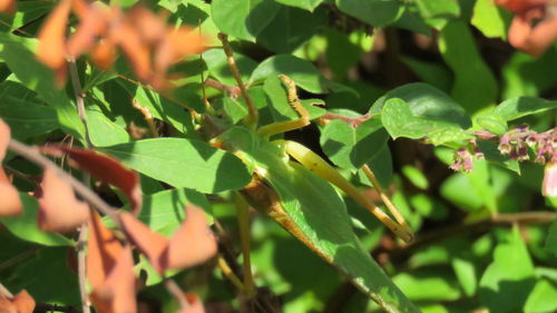 Close-up of red leaves growing on plant