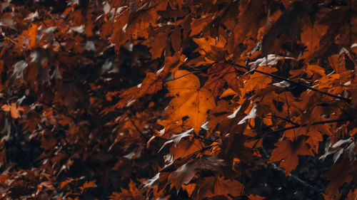 Close-up of maple leaves on tree