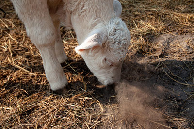 High angle view of a sheep