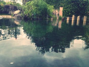 Reflection of trees in pond