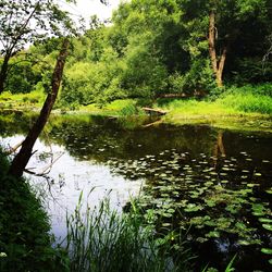 Scenic view of lake in forest