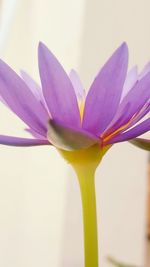 Macro shot of purple flower