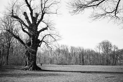 Bare trees on landscape against sky