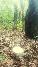 Scenic view of forest