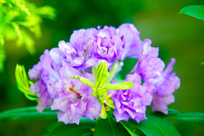 Close-up of purple flowers