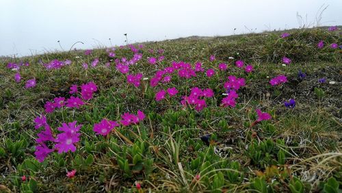 Purple flowering plants on field against clear sky