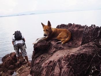 Rear view of man and dog on cliff by sea