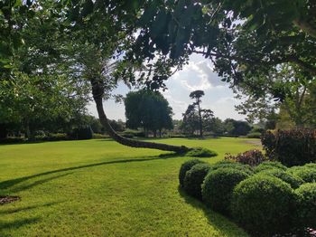 Scenic view of garden in park