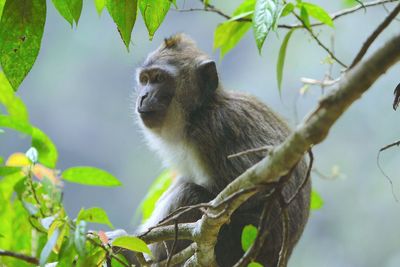 Monkey looking away while sitting on branch in forest